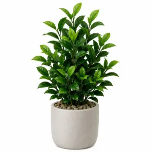 Green Leaf Plant